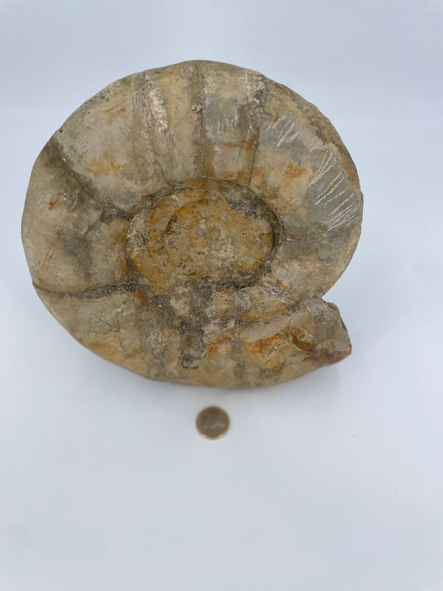 XL Ammonit-Fossil - Rarität