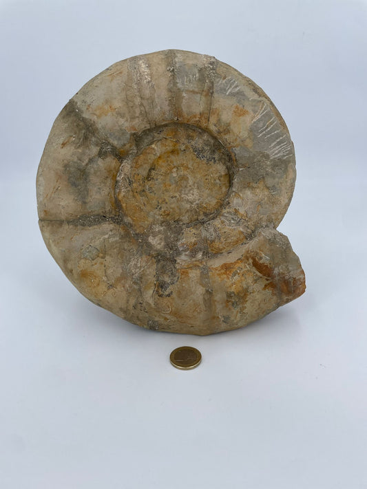 XL Ammonit-Fossil - Rarität